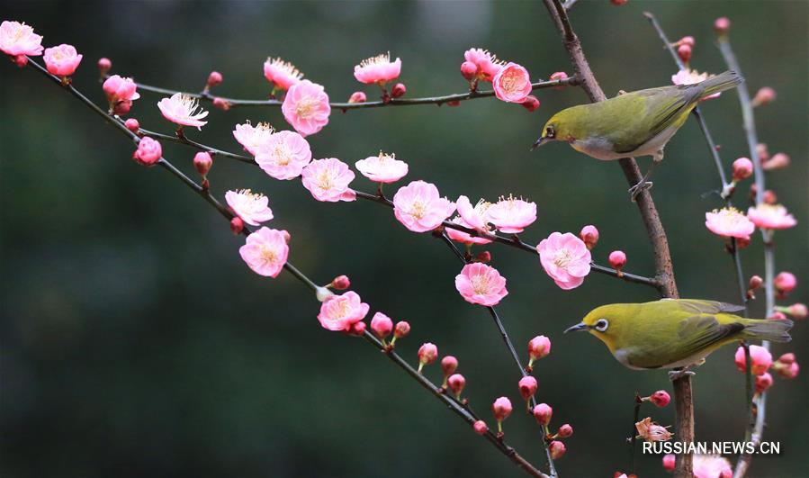 Птицы в кронах цветущих деревьев