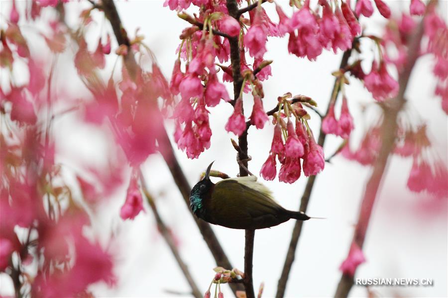 Птицы в кронах цветущих деревьев