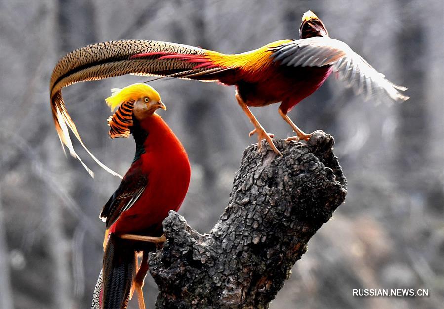 Золотые фазаны резвятся в лесах Центрального Китая