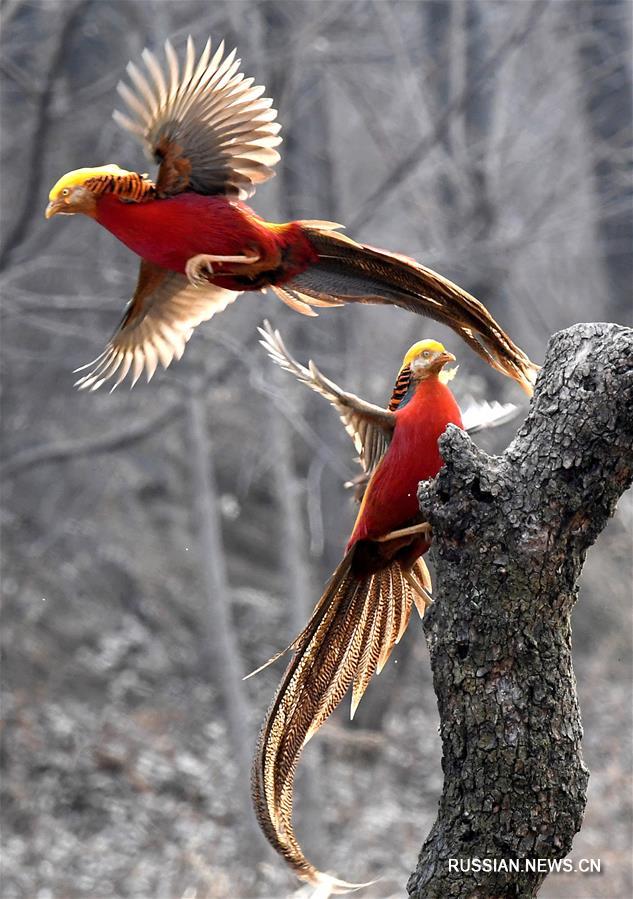 Золотые фазаны резвятся в лесах Центрального Китая