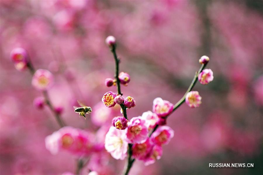 Китайские пейзажи в первый день "пробуждения насекомых"