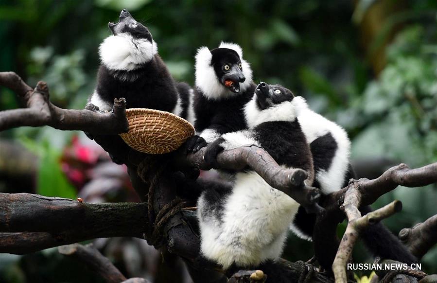 Три выведенные в Китае лемура вари предстали перед посетителями гуанчжоуского зоопарка Чанлун