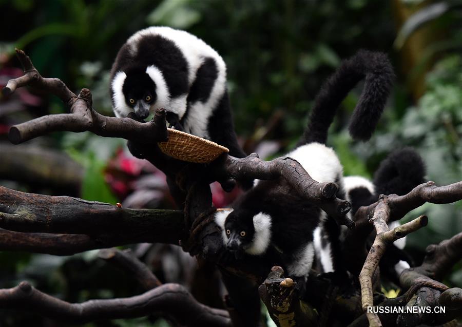 Три выведенные в Китае лемура вари предстали перед посетителями гуанчжоуского зоопарка Чанлун