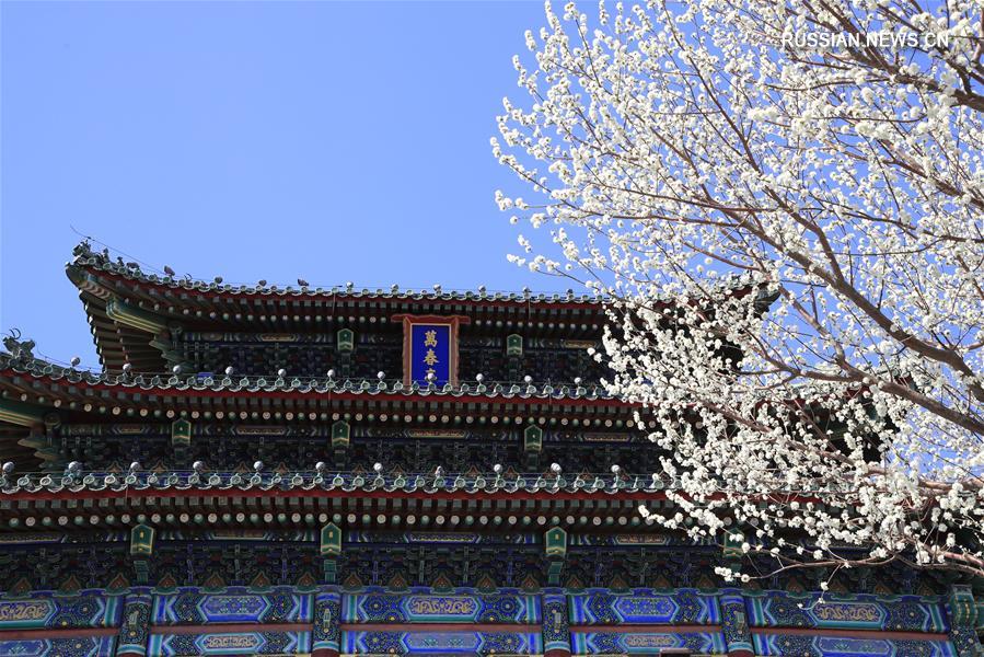 В Пекине цветут персики