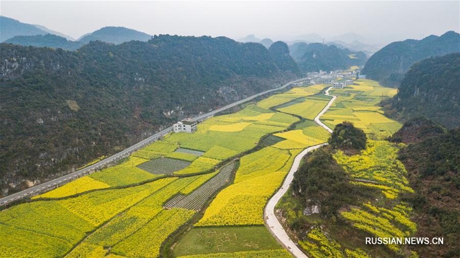 Цветущие рапсовые поля на юго-западе Китая
