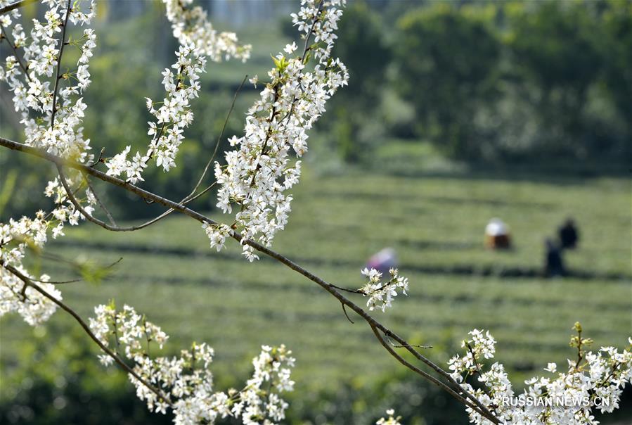 Весенние цветы в различных районах Китая