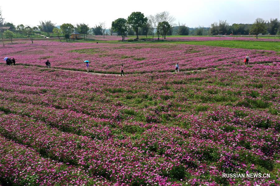 Цветущие поля в городе Наньнин