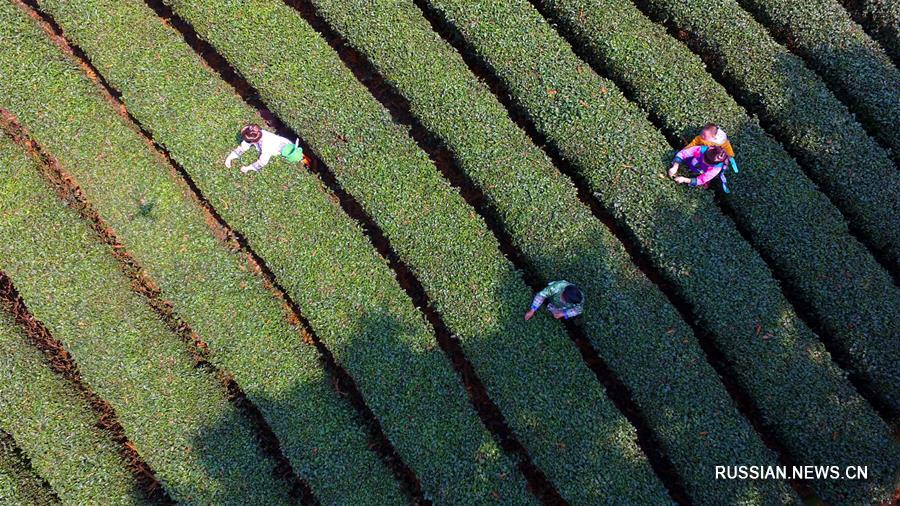 Весенние сельскохозяйственные работы в Поднебесной