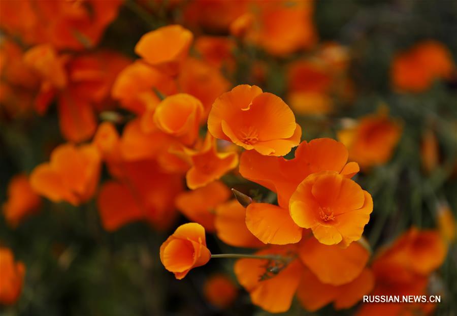 Цветы цветут в американской Калифорнии