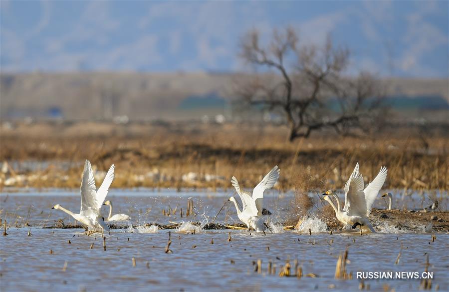 Стаи лебедей на водно-болотных угодьях вдоль реки Хуанхэ