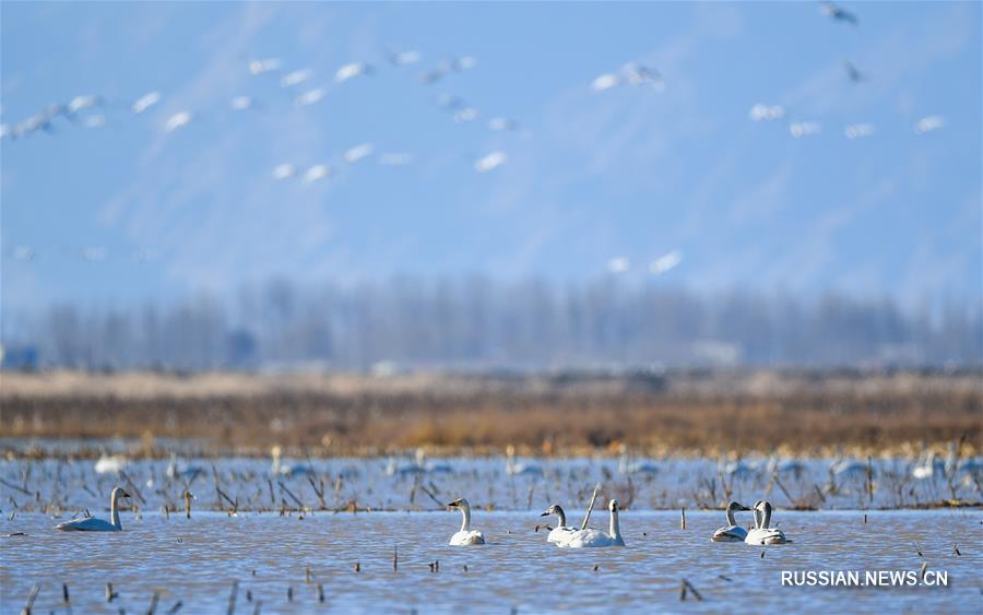 Стаи лебедей на водно-болотных угодьях вдоль реки Хуанхэ