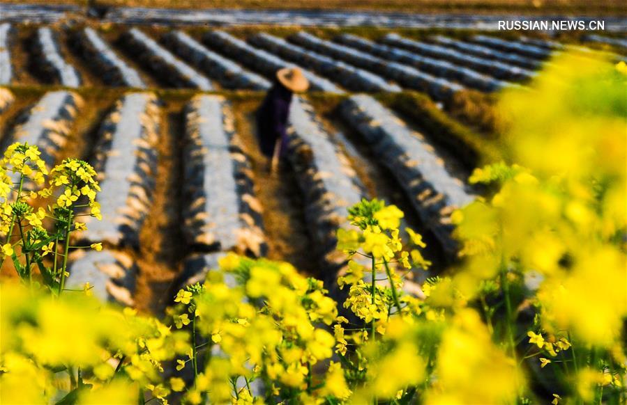 Весенние будни китайских крестьян