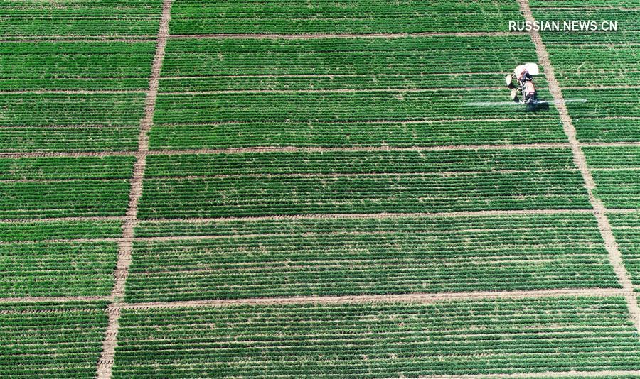 Весенние будни китайских крестьян