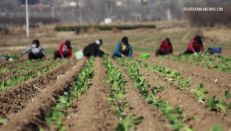 Весенние будни китайских крестьян