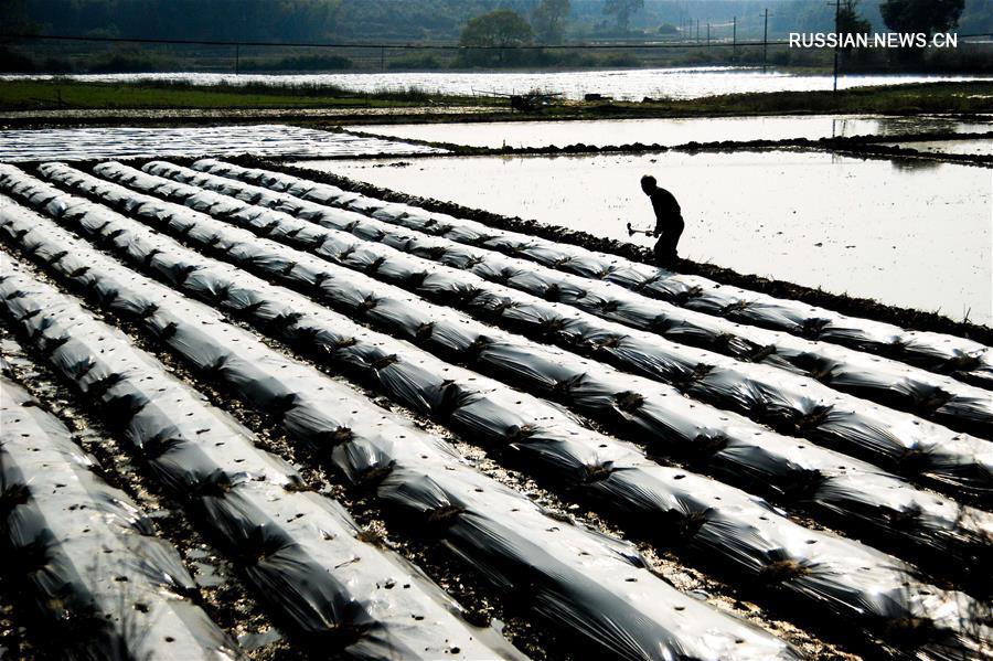 Весенние будни китайских крестьян
