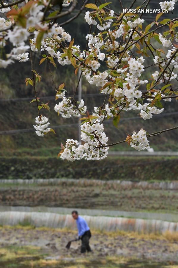 Весенние будни китайских крестьян