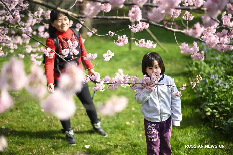 Цветение вишни у озера Дунху