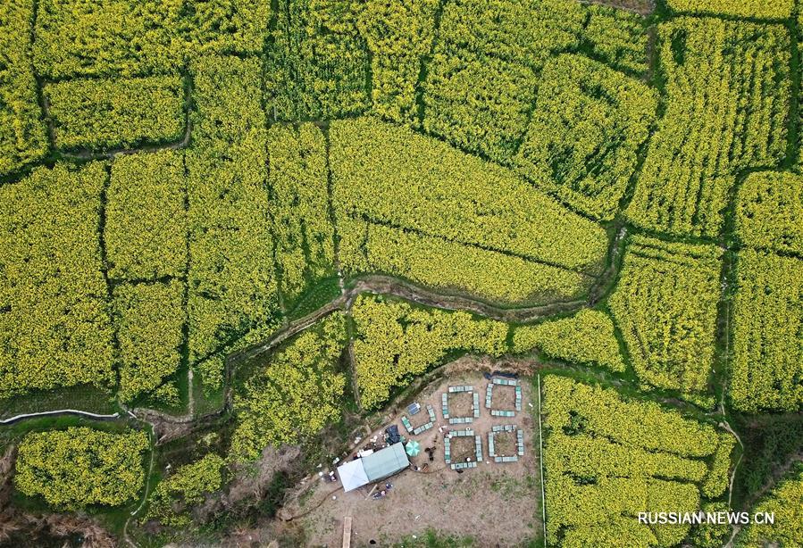 Пасека посреди рапсового поля в уезде Липин