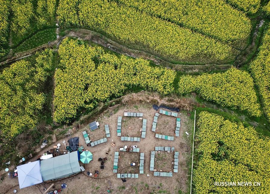 Пасека посреди рапсового поля в уезде Липин