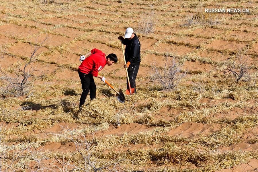 Борьба с опустыниванием в уезде Линьцзэ