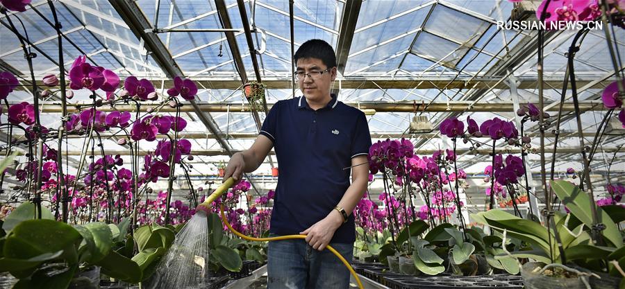 Мастер по выращиванию орхидей Ся Чжунцян из провинции Ляонин