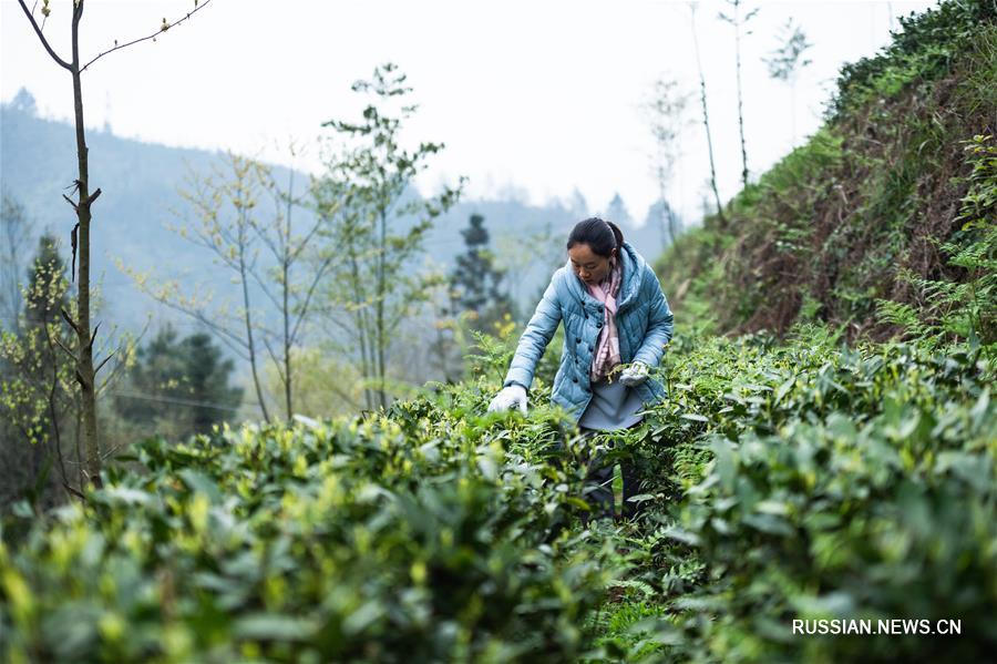 В провинции Гуйчжоу приступили к сбору весенних чаев