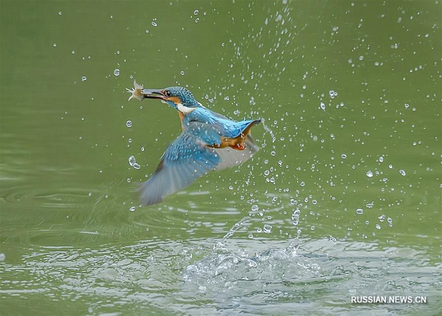 Зимородок-рыболов в ландшафтном парке Мэйюань