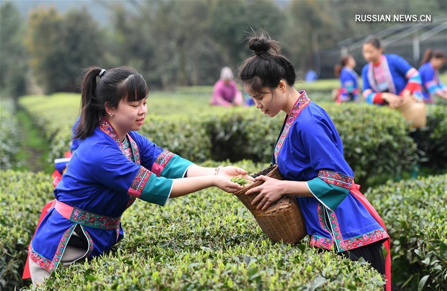 В Гуанси в разгаре сезон сбора весеннего чая