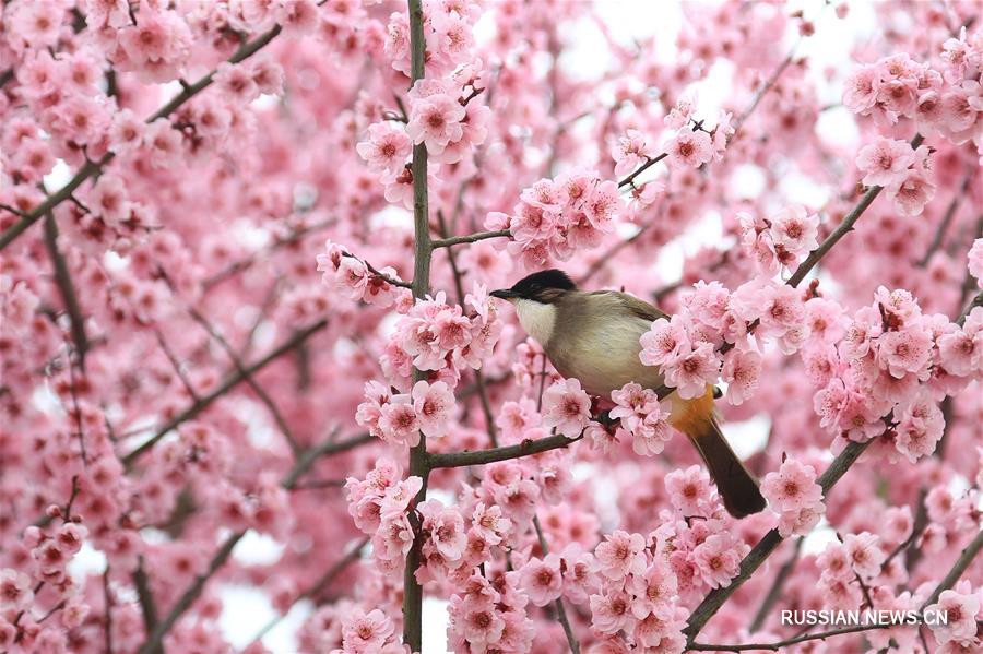 Птицы среди весенних цветов