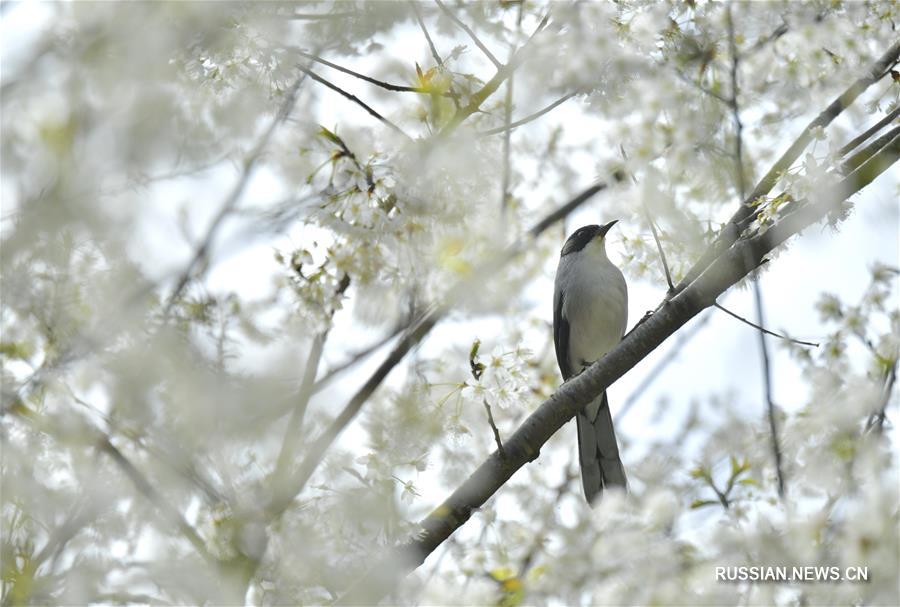 Птицы среди весенних цветов