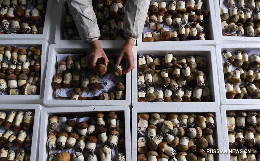 Выращивание съедобных грибов обеспечивает дополнительный доход фермерам из уезда Сисян