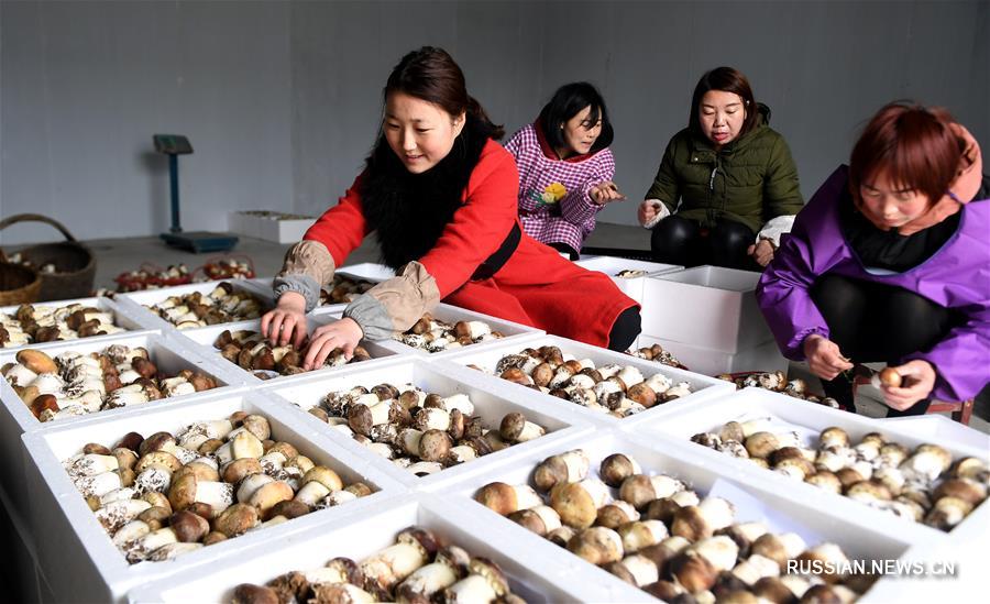 Выращивание съедобных грибов обеспечивает дополнительный доход фермерам из уезда Сисян