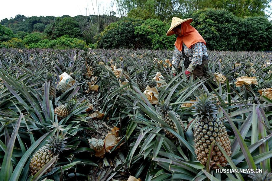 Урожай ананасов на Тайване