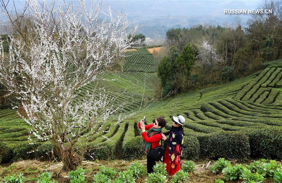 Весна на чайных плантациях в Шэньси