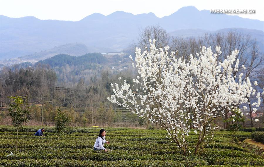 Весна на чайных плантациях в Шэньси