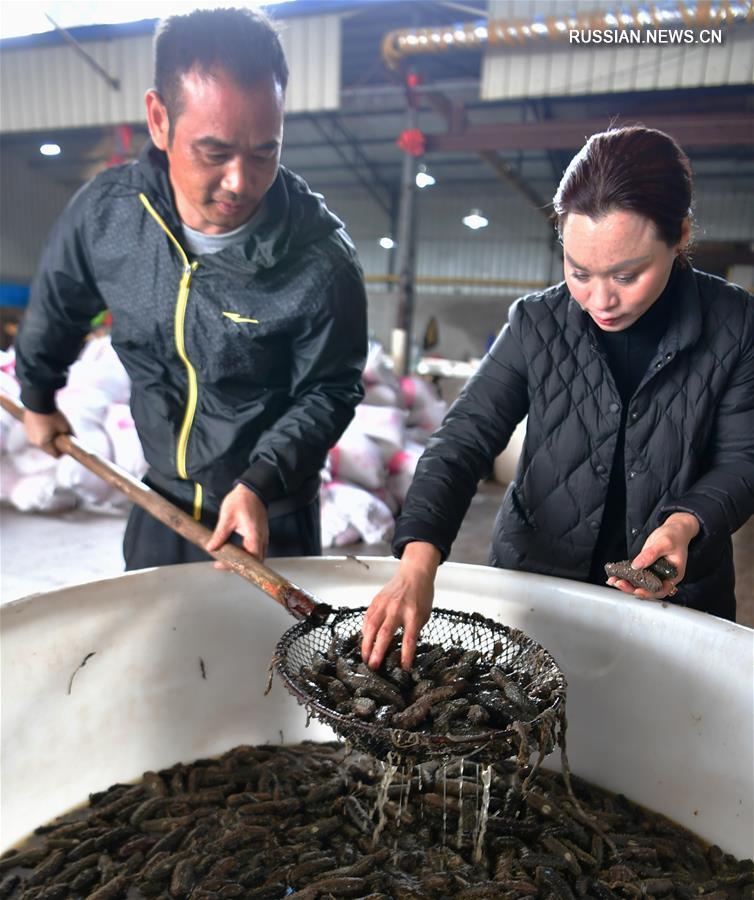 Сезон добычи морских огурцов в Сяпу
