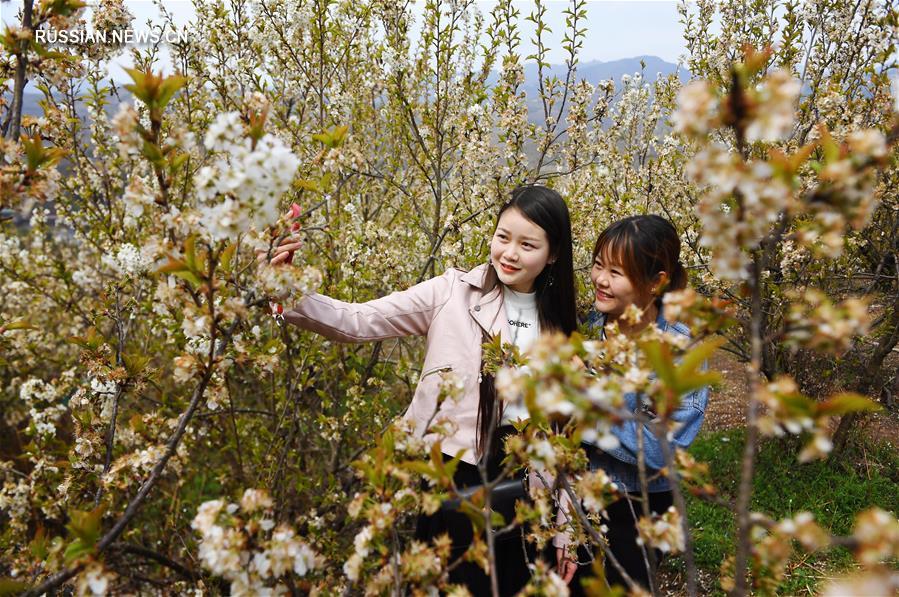 Цветение вишни в уезде Сисян