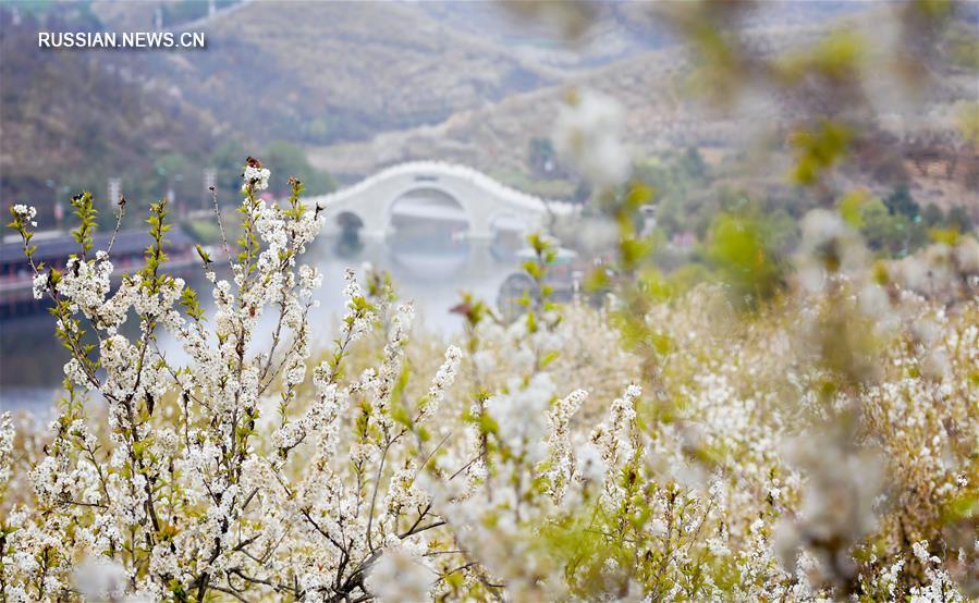 Цветение вишни в уезде Сисян