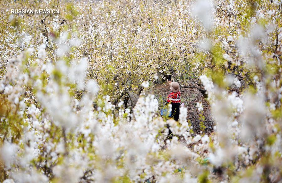 Цветение вишни в уезде Сисян