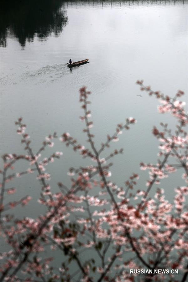 Весенние цветы украсили всю Поднебесную