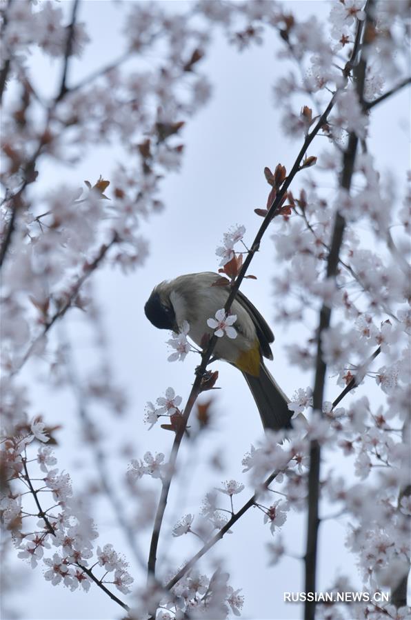 Птицы Китая встречают весну