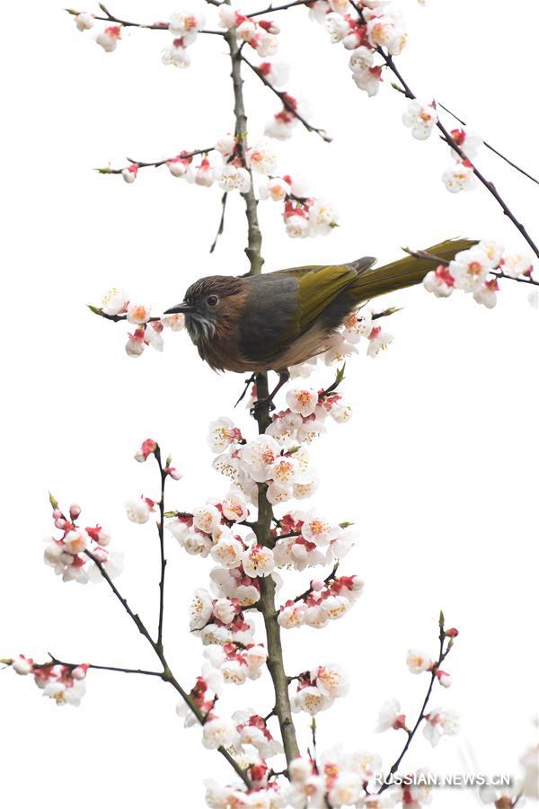 Птицы Китая встречают весну