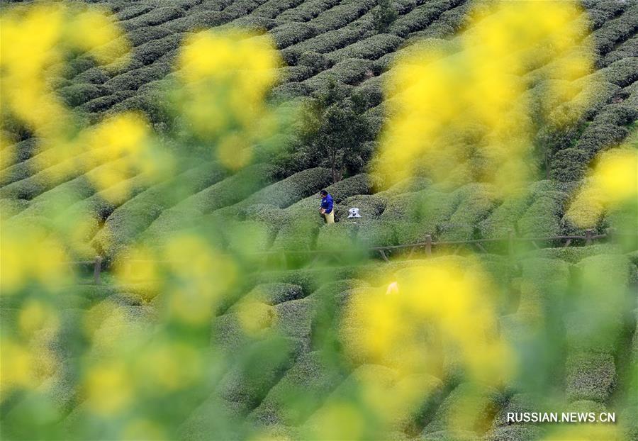 Весенние работы на полях Китая