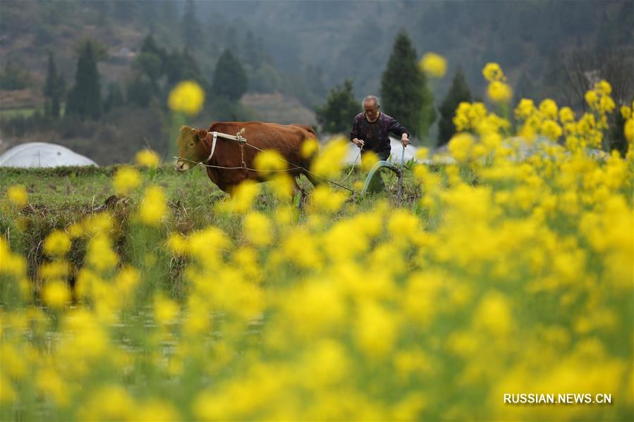 Весенние работы на полях Китая