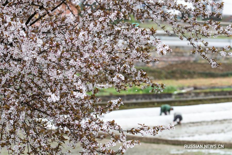 Весенние работы на полях Китая
