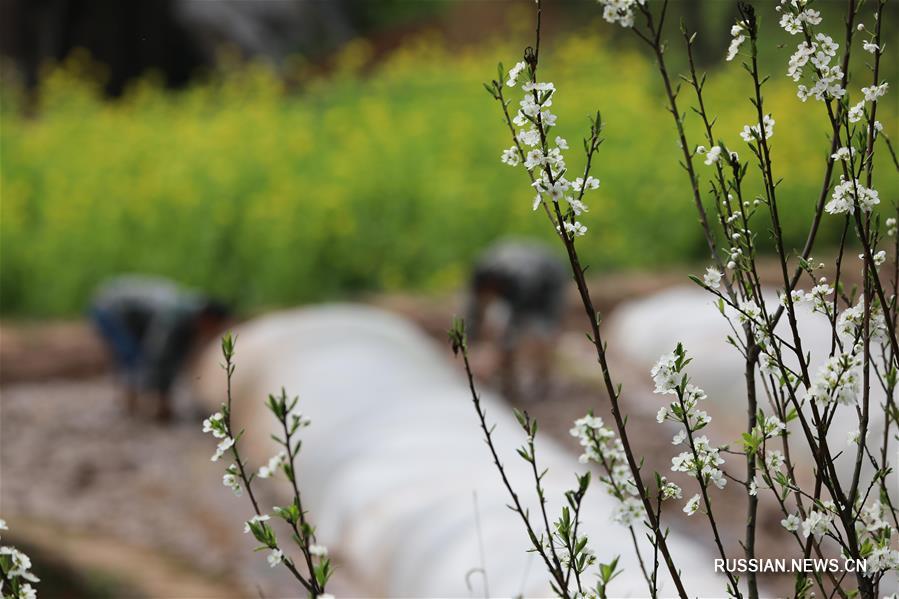 Весенние работы на полях Китая