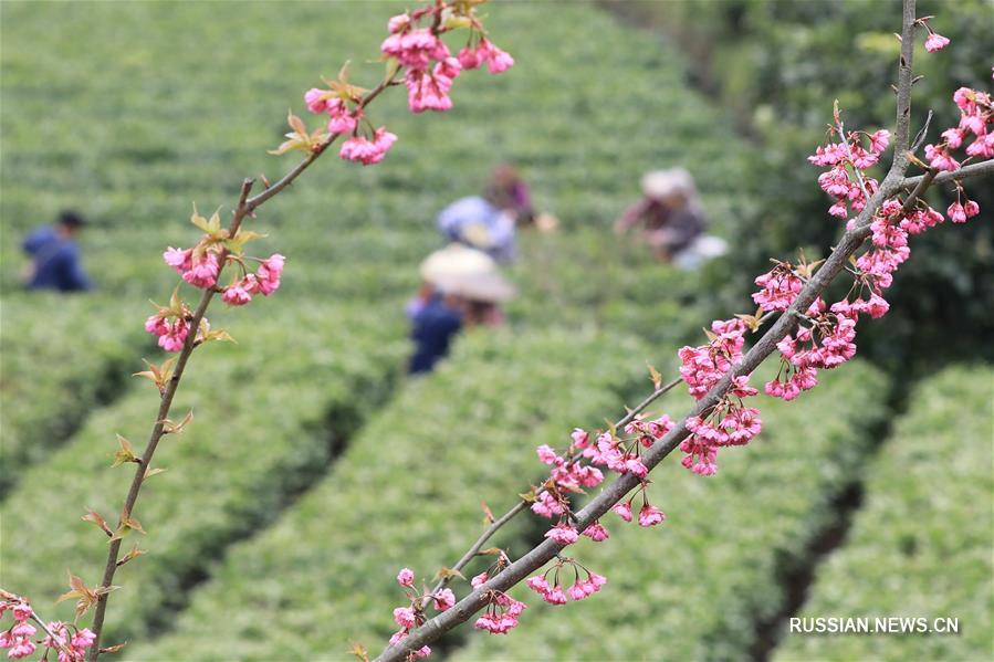 Весенние работы на полях Китая