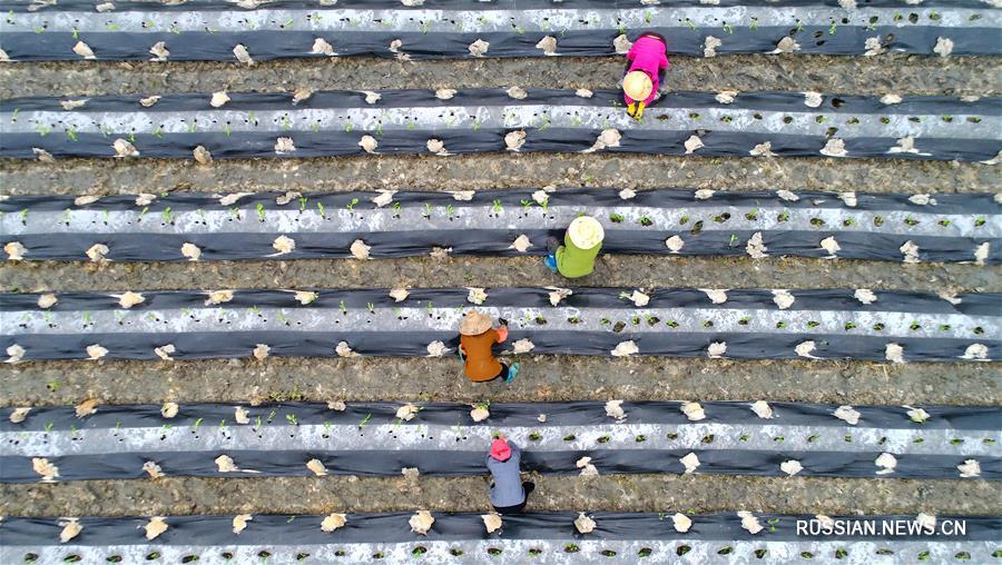 Весенние работы на полях Китая