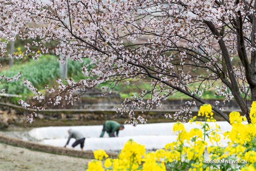 Весенние работы на полях Китая