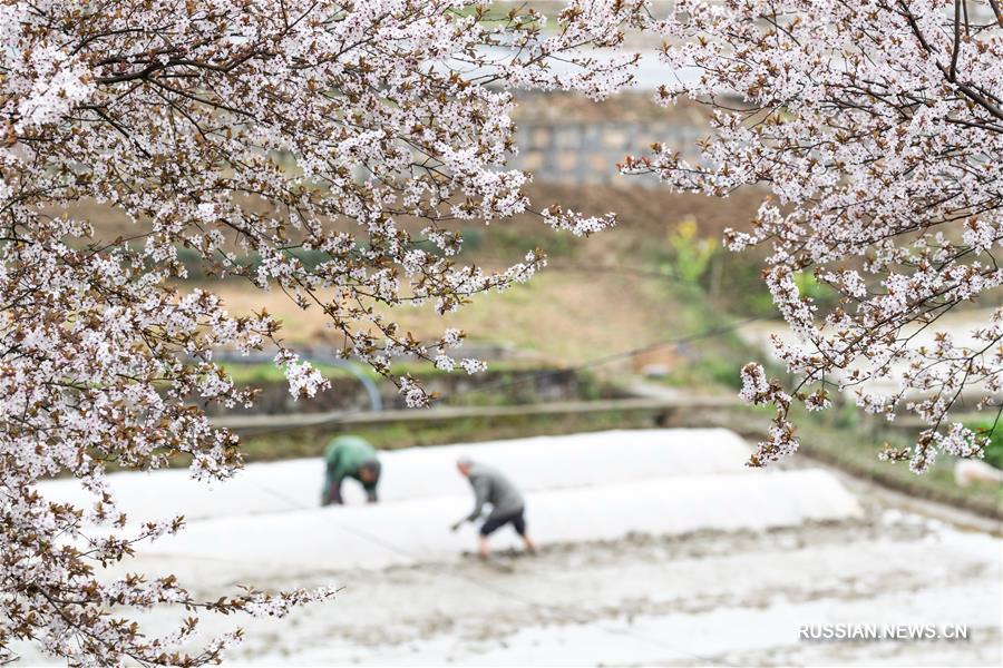Весенние работы на полях Китая